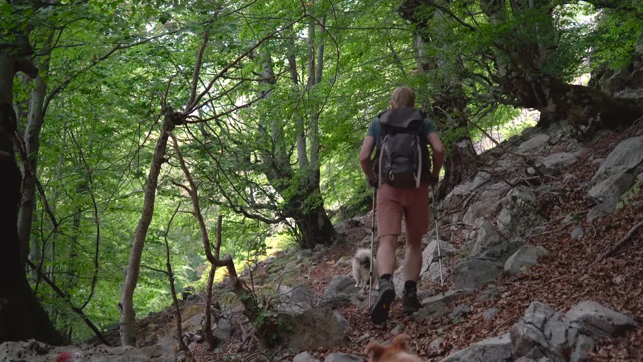 一名徒步旅行者带着登山杖和他的狗上山。视频下载