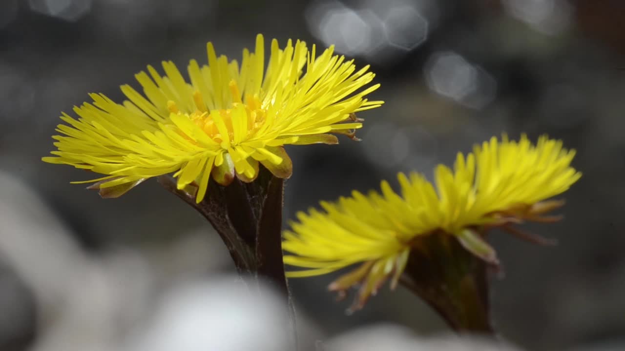 款冬，郁金香，花，特写，视频素材