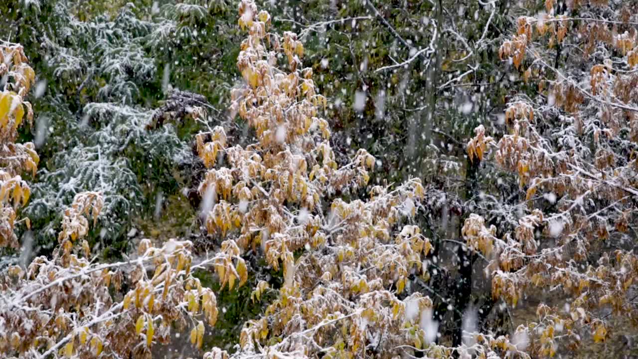 第一场雪落在树枝上。大雪。视频下载