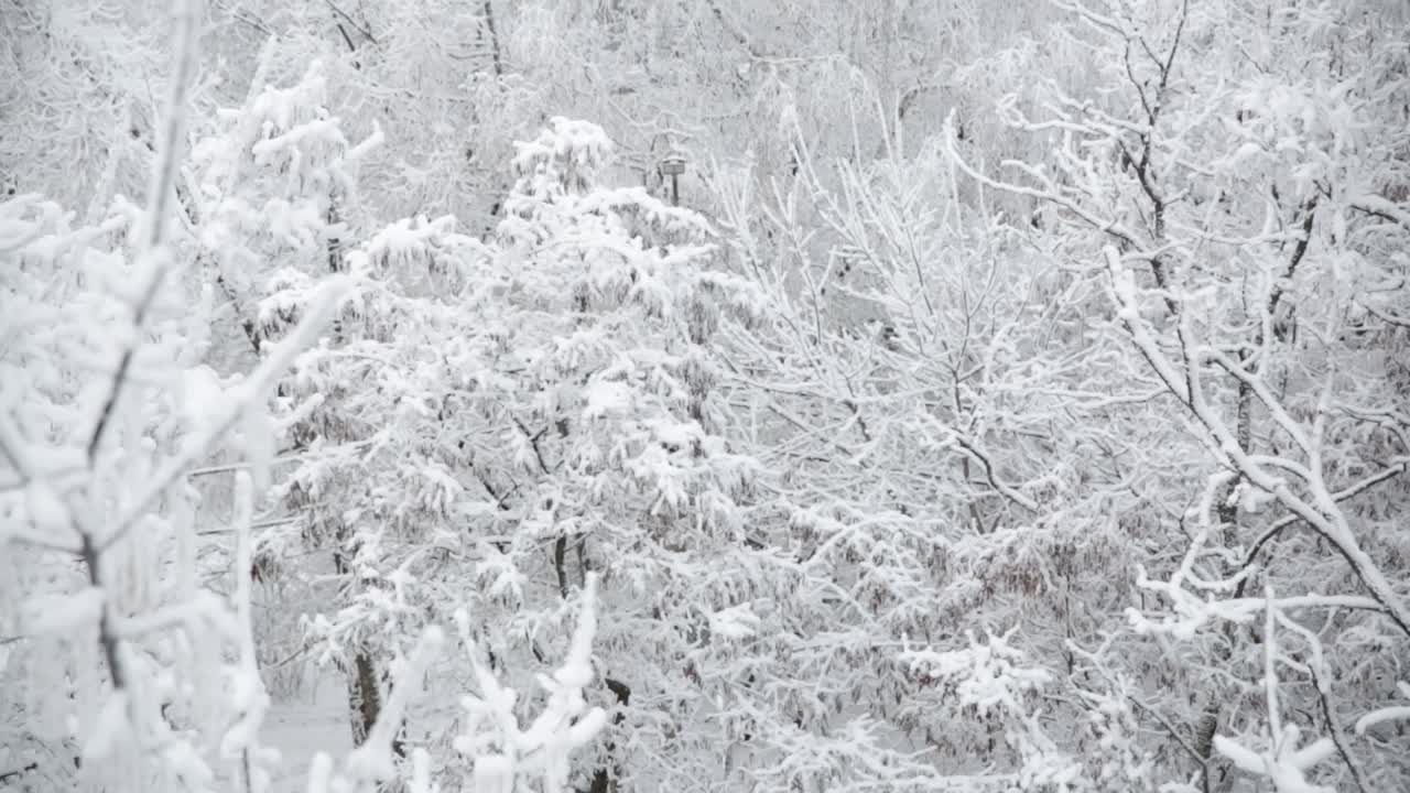 雪落在树枝上。视频下载