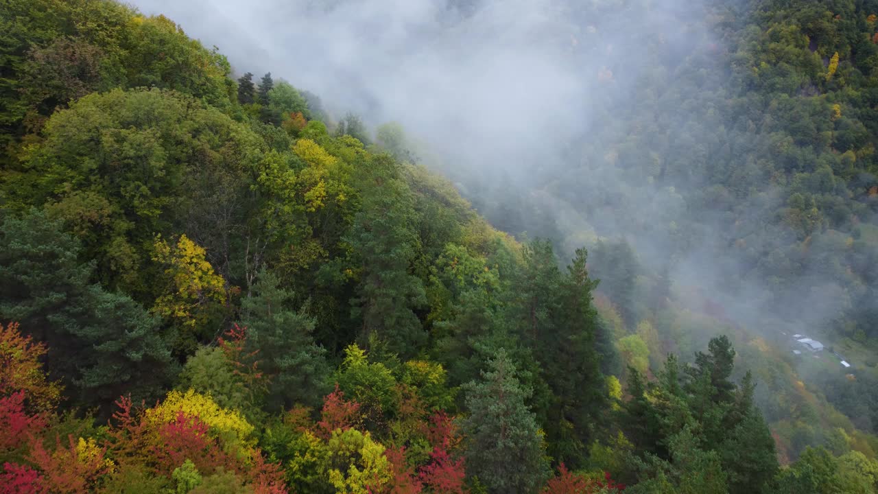 秋天里色彩斑斓的雾山森林视频素材