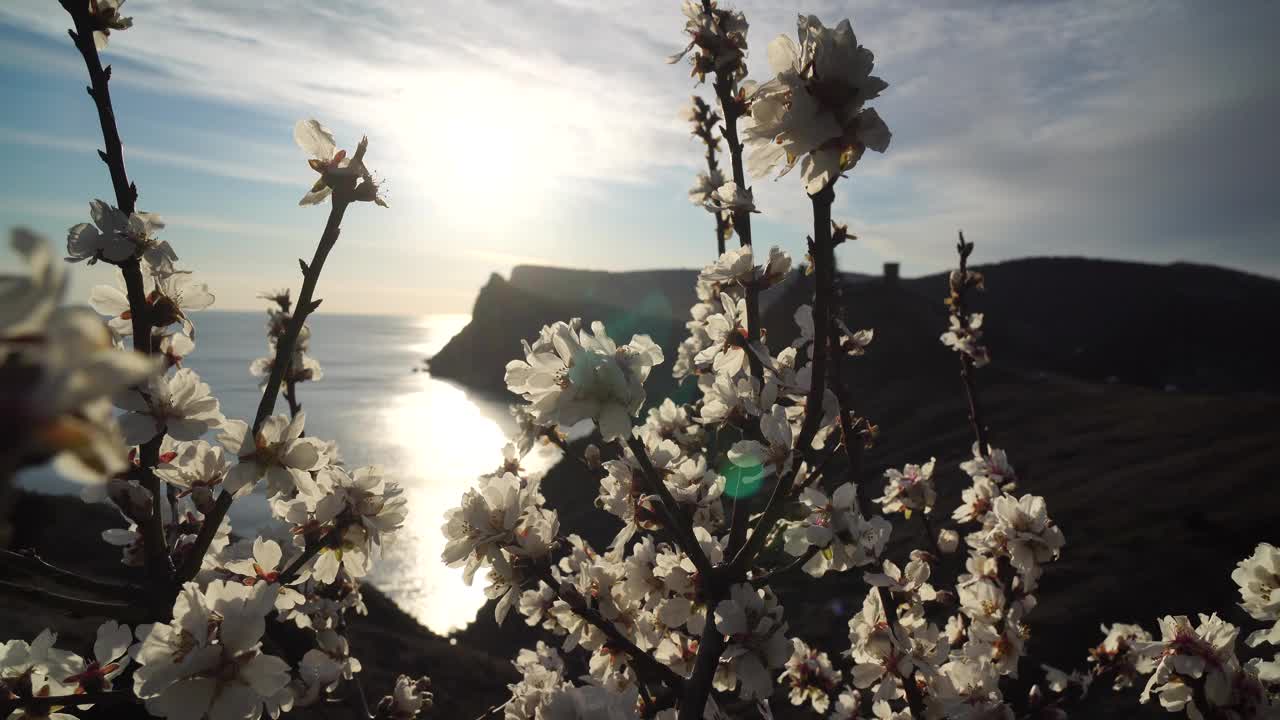 杏仁花的特写镜头。杏仁在早春开花。春天的杏树花和日落在蔚蓝的大海上的背景。有选择性的重点。假日、度假和娱乐背景概念视频素材