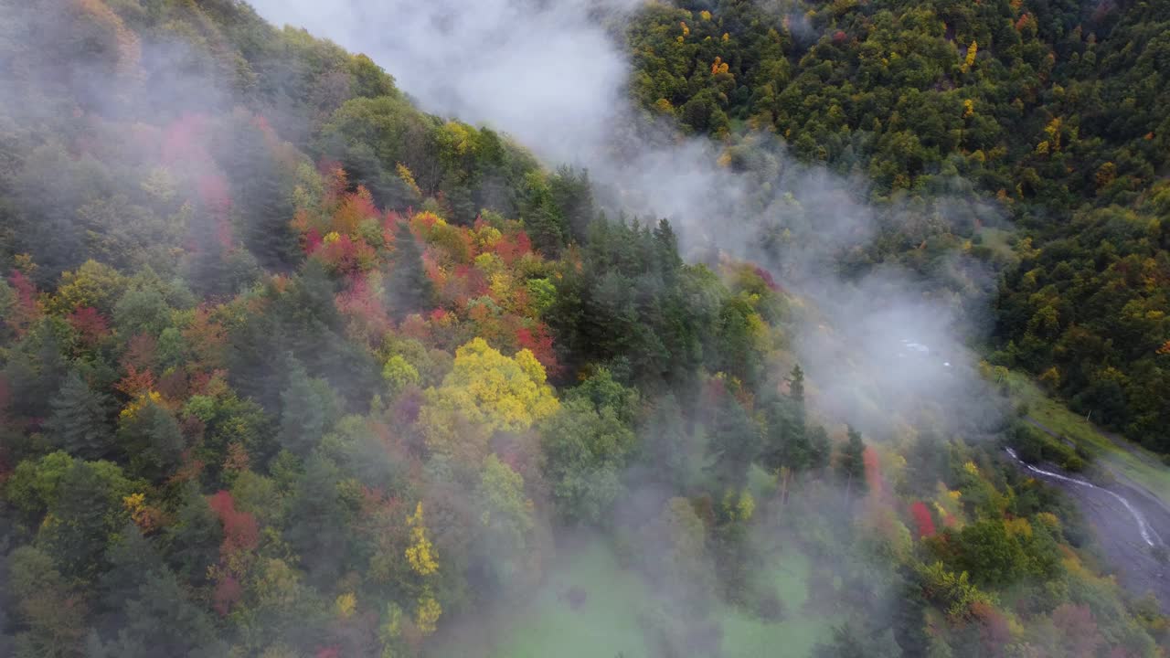 秋天的色彩在雾山的森林视频素材