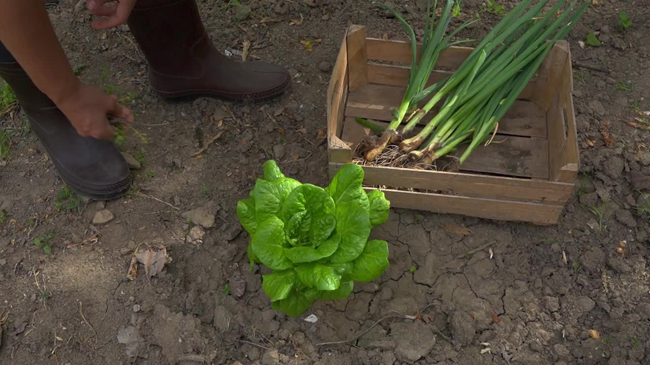 一个女农民在聚会吃午饭视频素材