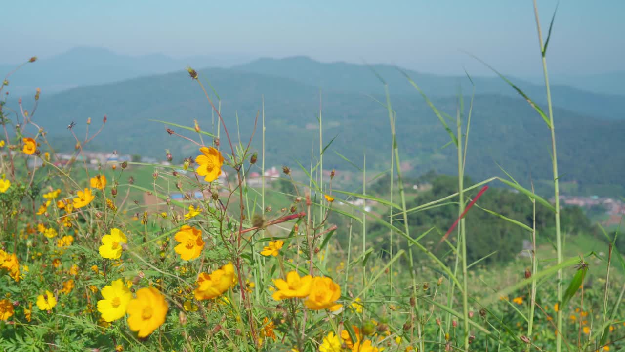 黄色的野花在山景中随风摇曳视频下载