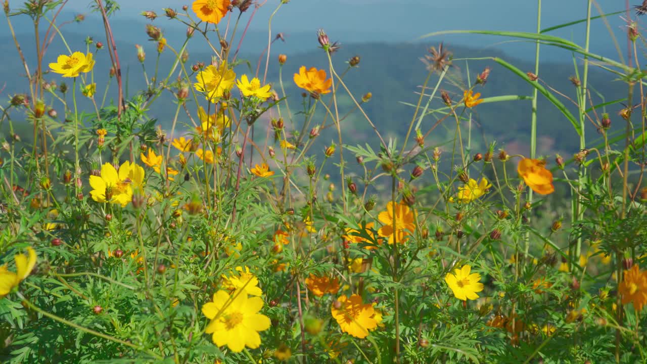 黄色的野花在山景中随风摇曳视频下载