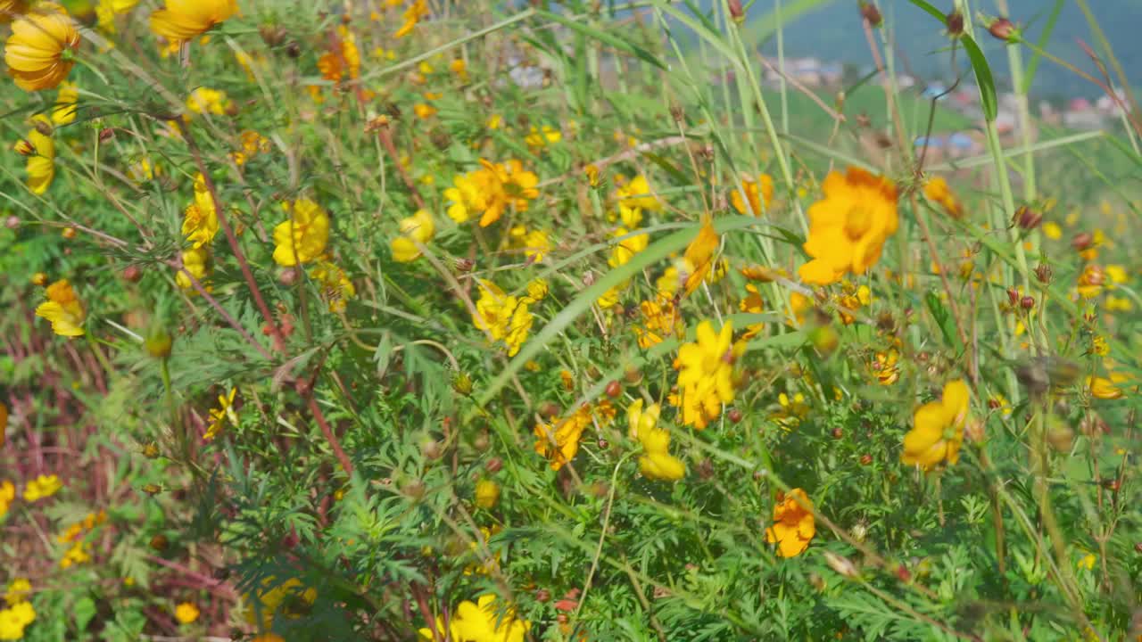 黄色的野花在山景中随风摇曳视频素材