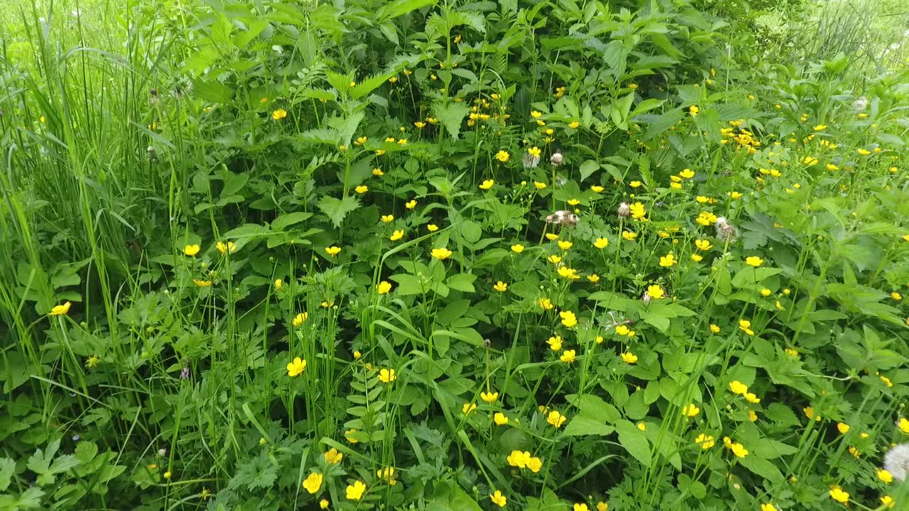 绿色的草和花在风中摇摆视频素材