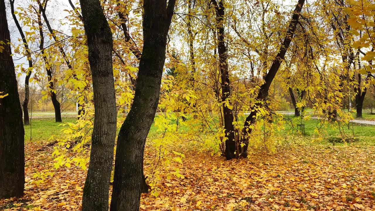 城市秋天的风景，树上的黄叶，车道上的汽车视频素材