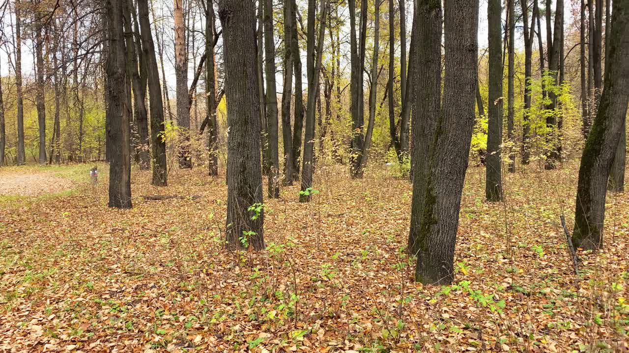 秋天的风景，黄叶在树上，老公园与废墟的喷泉视频素材