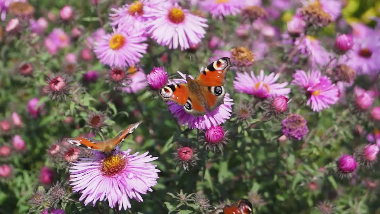 蝴蝶孔雀眼。从花中采集花蜜视频素材