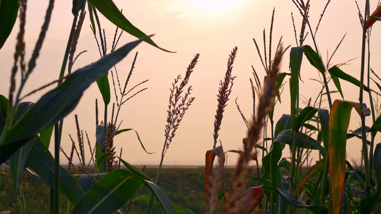 从玉米田的灌木丛中看到的道路，汽车和卡车在夕阳的余晖中沿着公路行驶。一个陌生的人正透过玉米丛看著视频素材