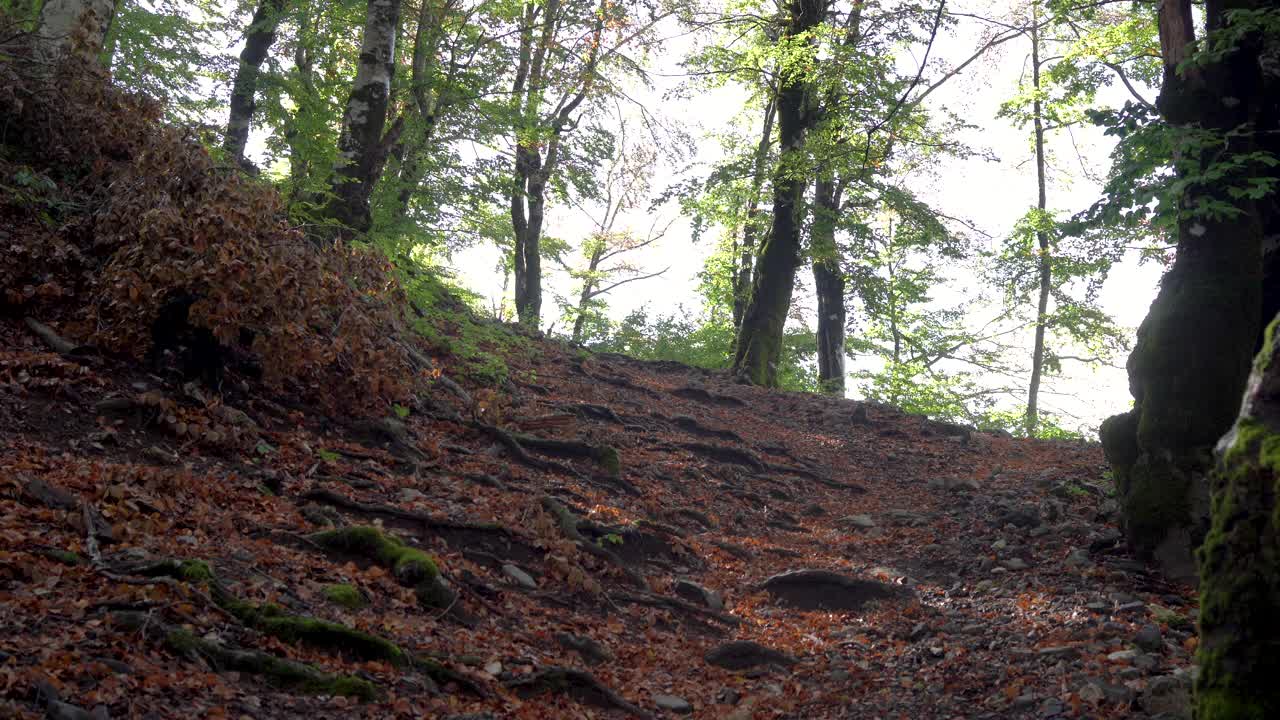 背着双肩包、拄着登山杆的徒步旅行者在山林中上山。视频下载