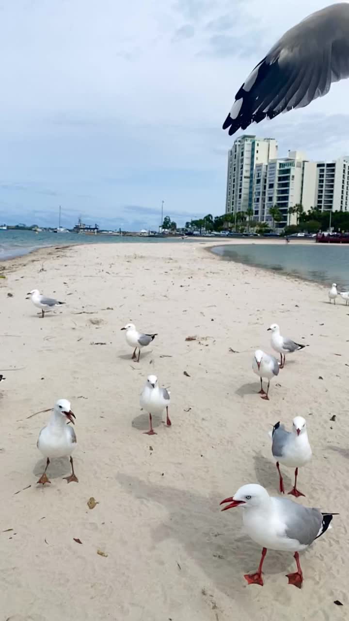 沙滩上一只海鸥在摄像机前飞行的慢动作视频。和其他海鸥一起往下面撒沙子。水一方。澳大利亚昆士兰黄金海岸视频素材