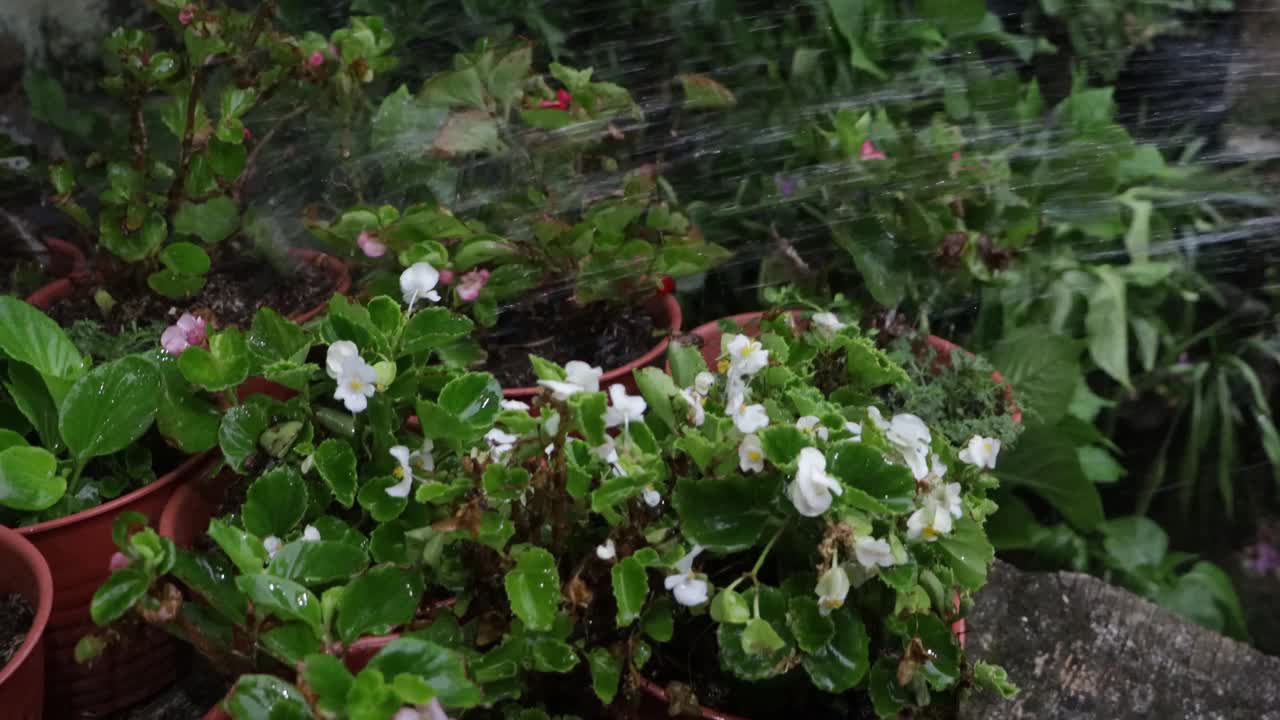 在旱季给花浇水视频素材