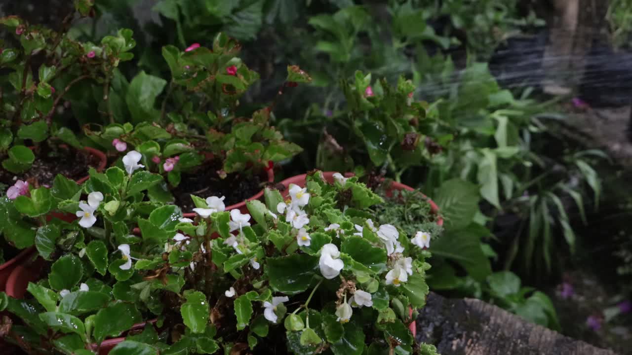 在旱季给花浇水视频素材