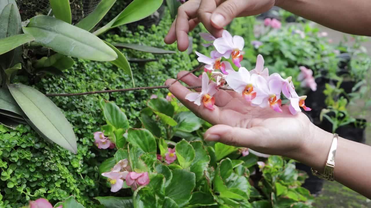 女孩在花园里捧着一株美丽的黄色兰花视频素材