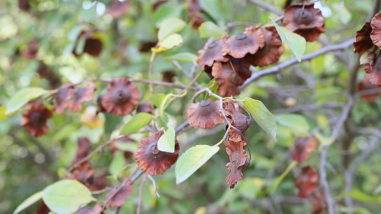 耶路撒冷荆棘植物的棕色果实视频素材