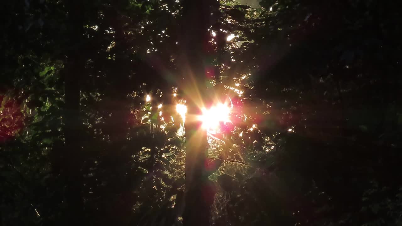 热带雨林中的阳光视频素材