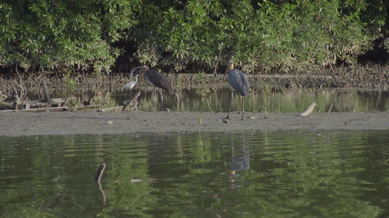 小鹳(Leptoptilos javanicus)以鱼为食，栖息在红树林湿地背景的浅水区。马来西亚帕利特爪哇，鹳鸟在红树林沼泽低潮时觅食。视频素材