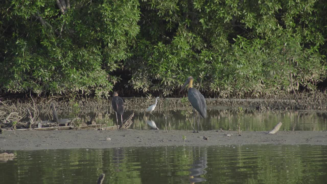 小鹳(Leptoptilos javanicus)以鱼为食，栖息在红树林湿地背景的浅水区。马来西亚帕利特爪哇，鹳鸟在红树林沼泽低潮时觅食。视频素材