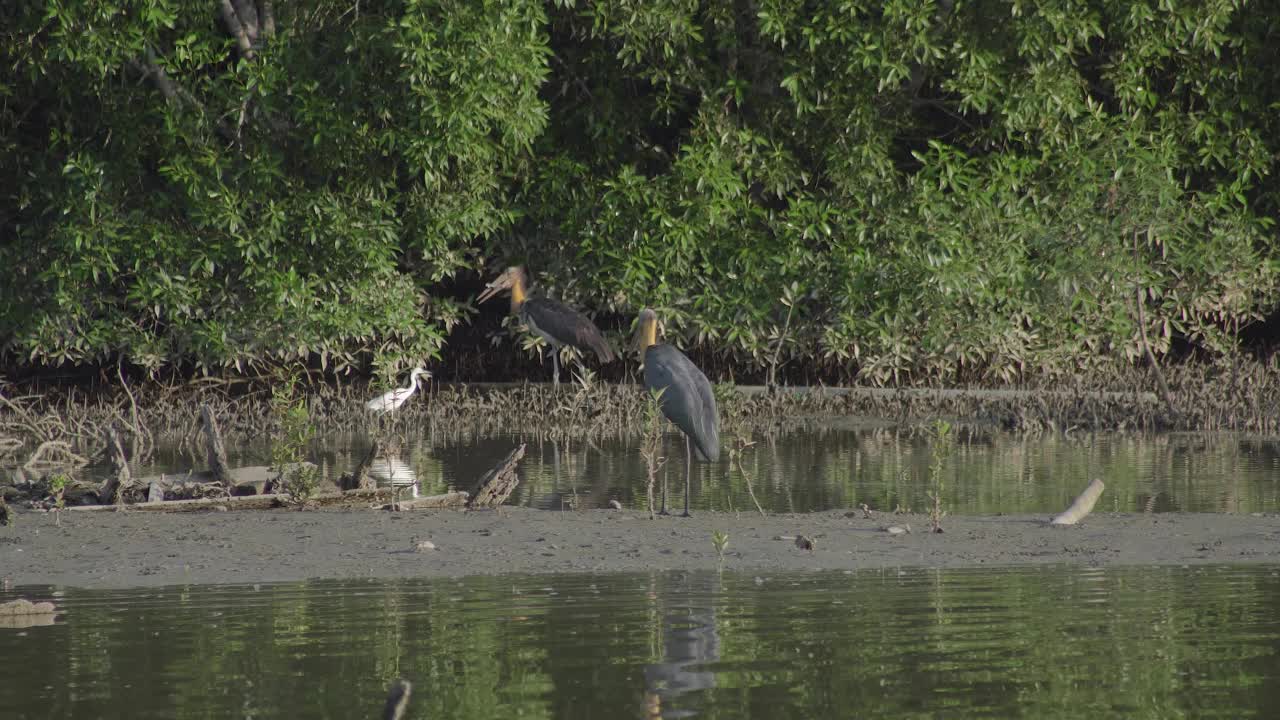 小鹳(Leptoptilos javanicus)以鱼为食，栖息在红树林湿地背景的浅水区。马来西亚帕利特爪哇，鹳鸟在红树林沼泽低潮时觅食。视频素材