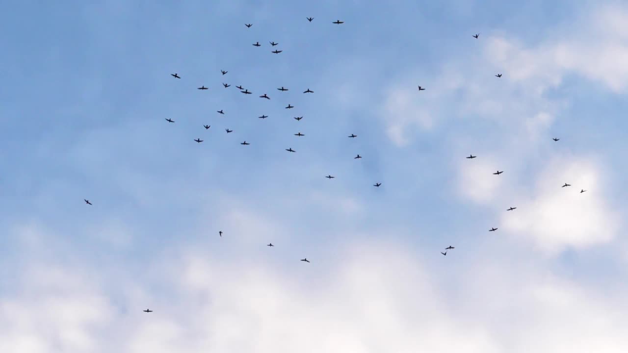 慢镜头镜头拍摄了一群雨燕在白色明亮的云朵上分散飞行的场景，在傍晚的灰色多云的天空中交替视频素材