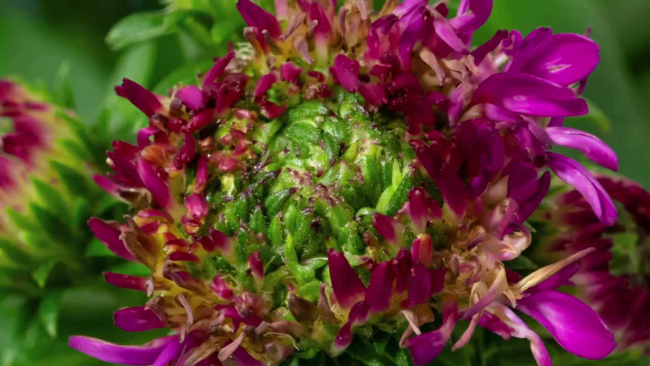 Macro time lapse盛开的粉红色紫菀花特写视频素材