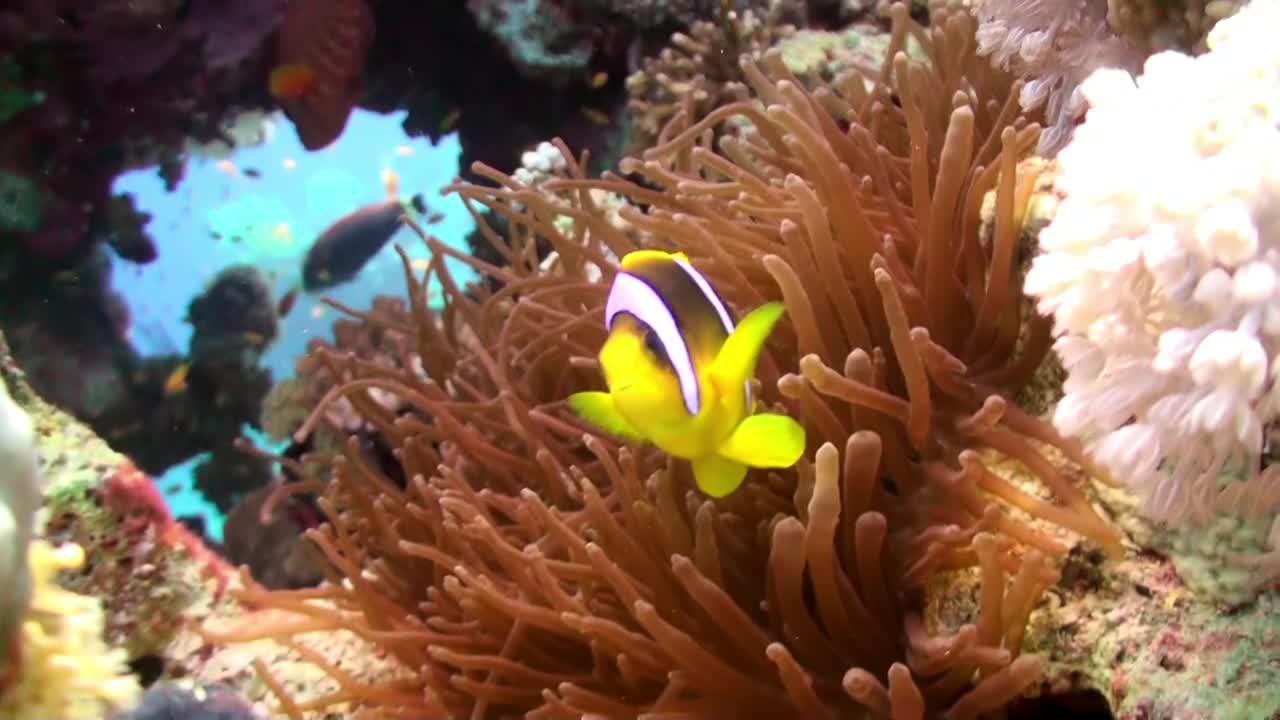 橙色小丑鱼在礁石上的海葵中游泳。视频素材