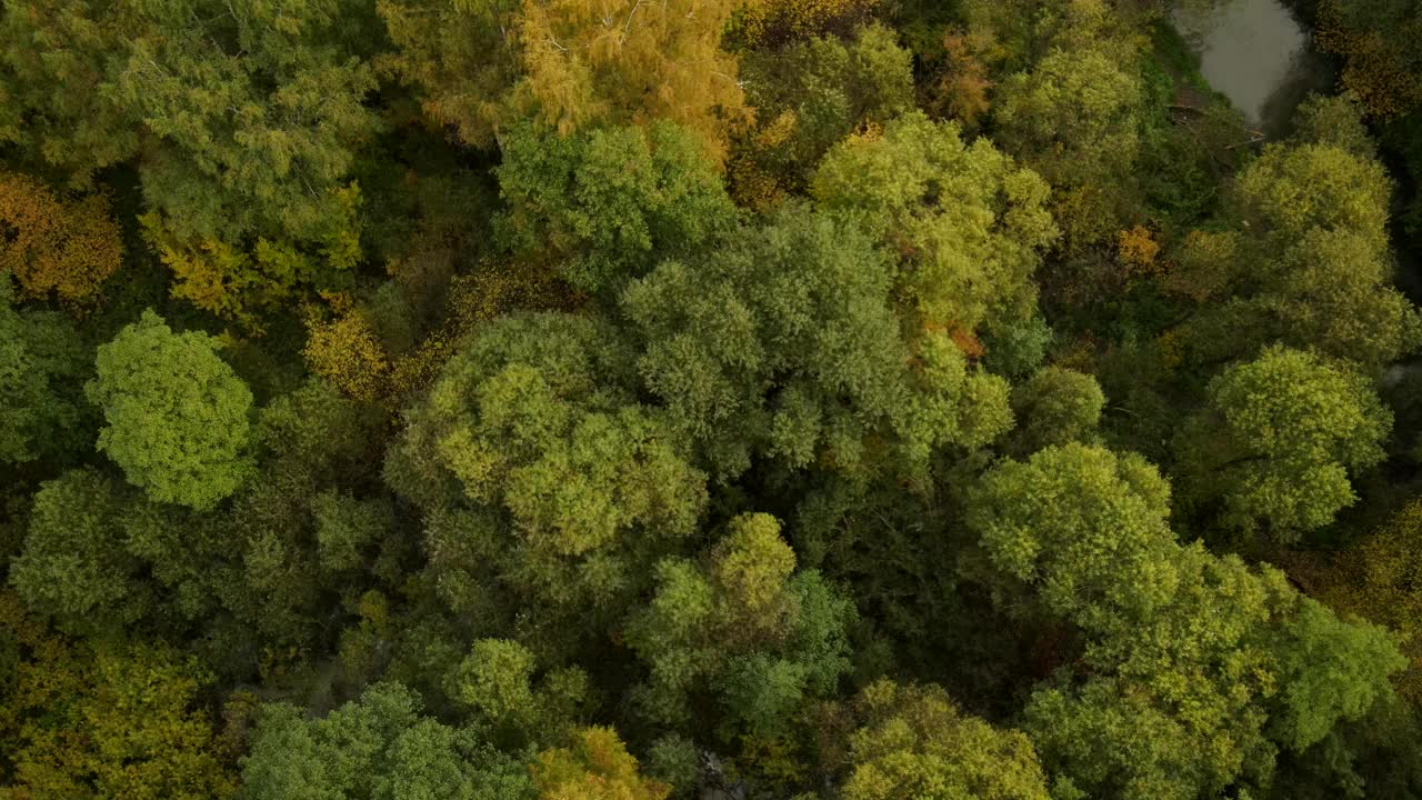 美丽的秋天森林与小溪从鸟瞰。视频素材