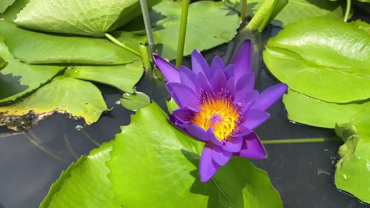 4k画面生动、色彩鲜艳、盛开着紫色、紫色的荷花和黄色的花粉，蜜蜂群在荷花花粉上授粉。视频下载