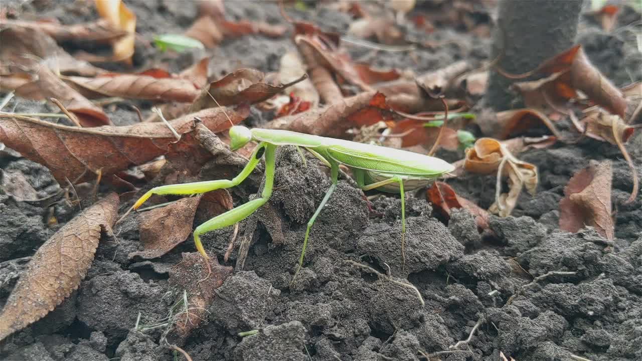 昆虫正在近距离祈祷螳螂视频素材