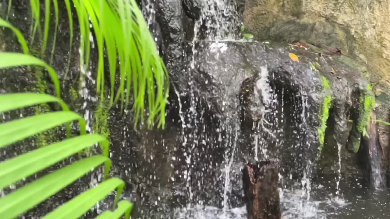 特写的蕨类植物移动的微风与背景下降的水。慢动作视频下载