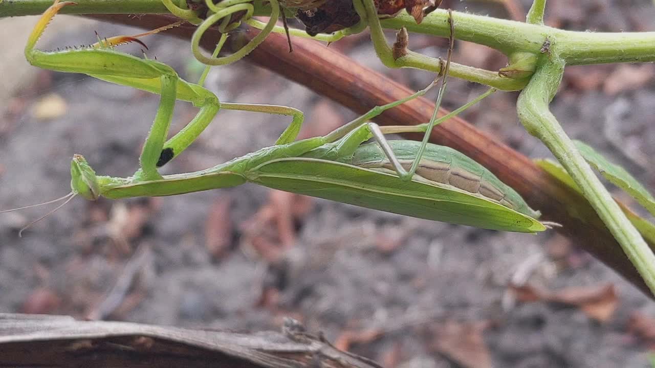 昆虫正在近距离祈祷螳螂视频素材