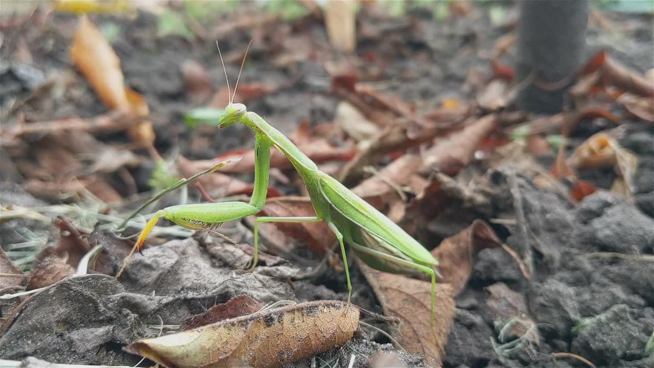 昆虫正在近距离祈祷螳螂视频素材