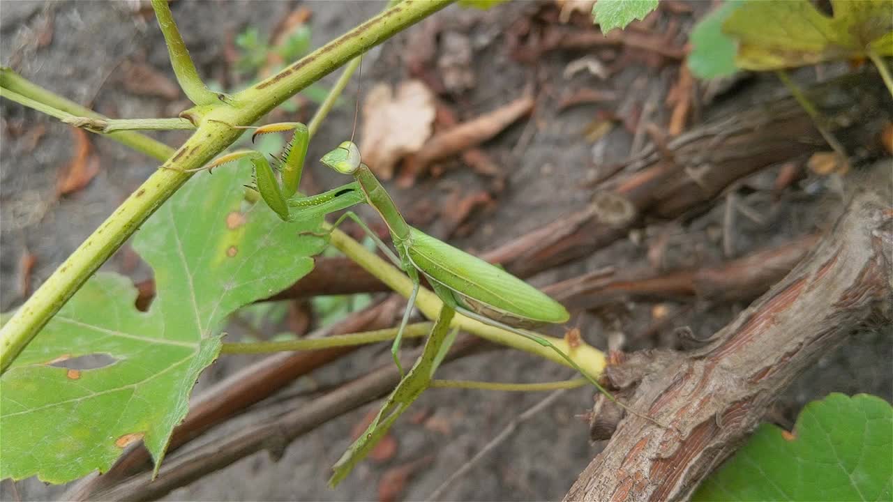 昆虫正在近距离祈祷螳螂视频素材