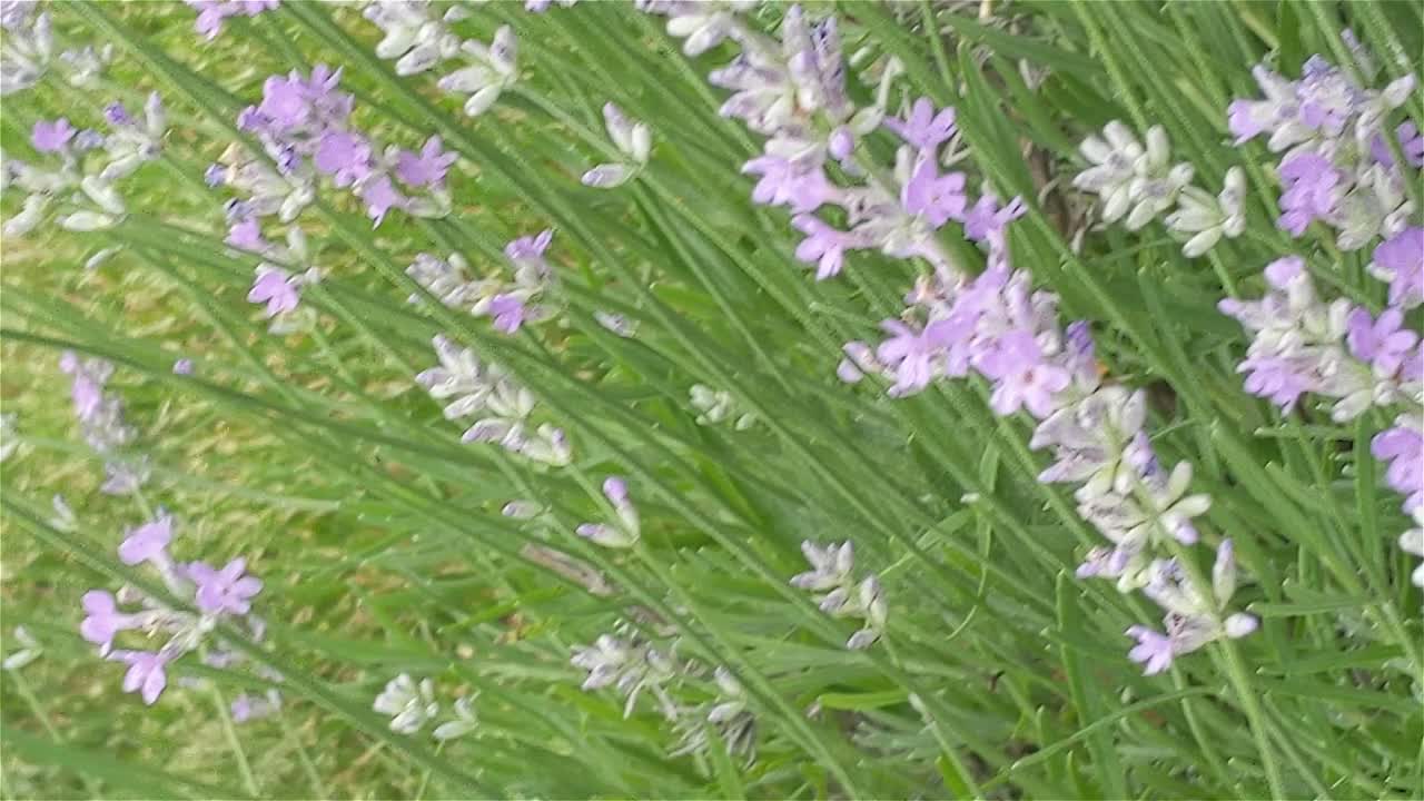 盛开的薰衣草和采集花蜜的蜜蜂视频素材