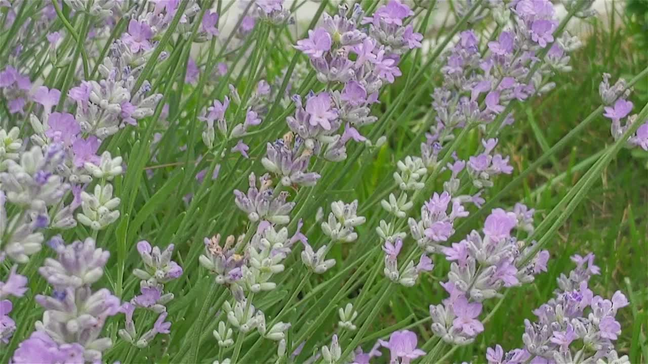 盛开的薰衣草和采集花蜜的蜜蜂视频素材