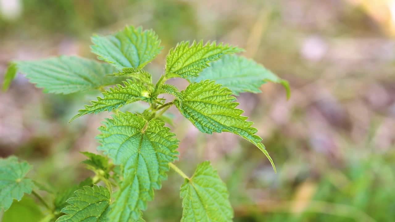 野生的线荨麻的全帧特写视频素材