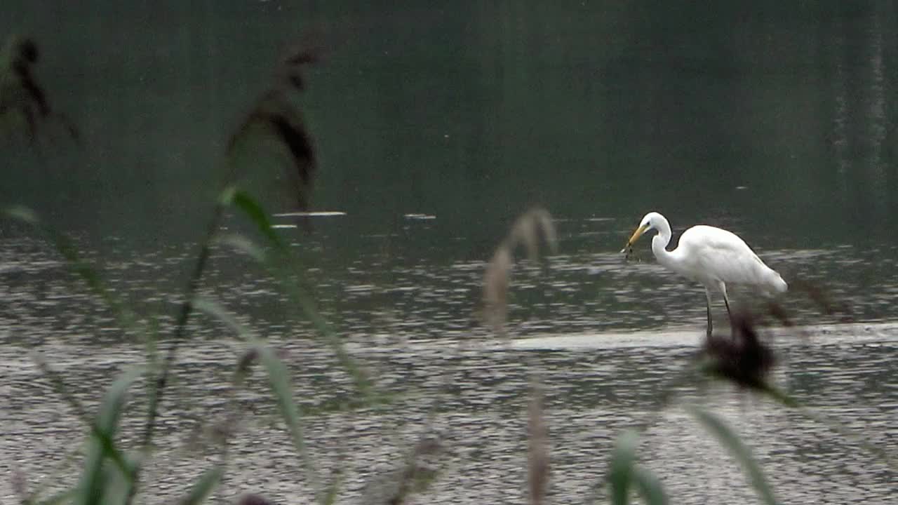 大白鹭，erdea alba，站在湖的浅水里，在泥里寻找食物视频素材