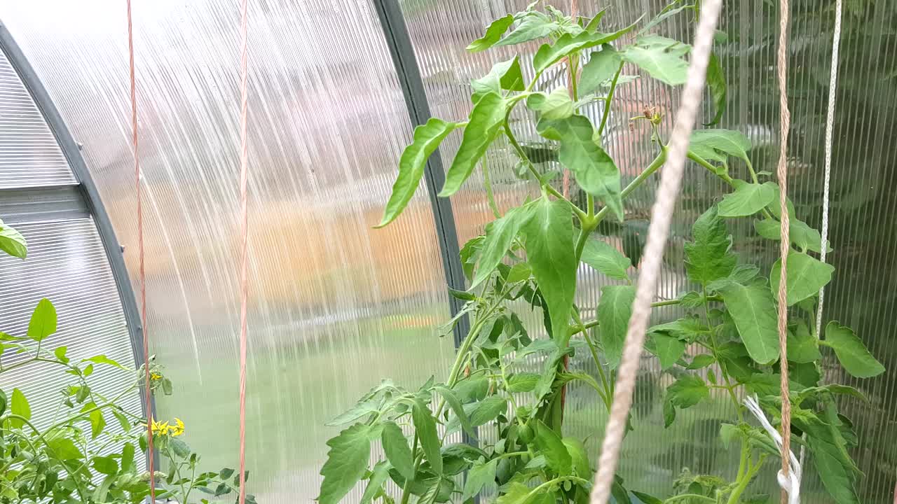 4k视频，摄像机移动在温室沿着高大的番茄植物，有机蔬菜种植业务在一个现代温室视频素材