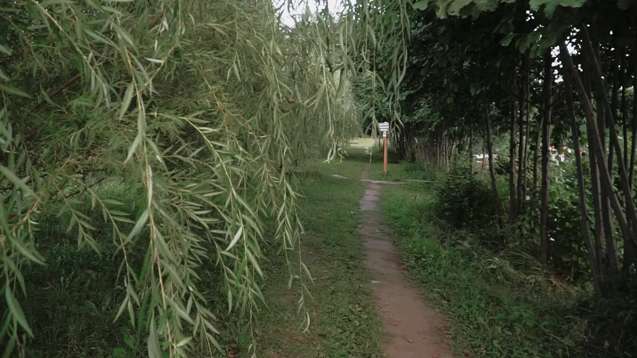 乡村夏天的风景与绿树和一个池塘在晚上视频素材