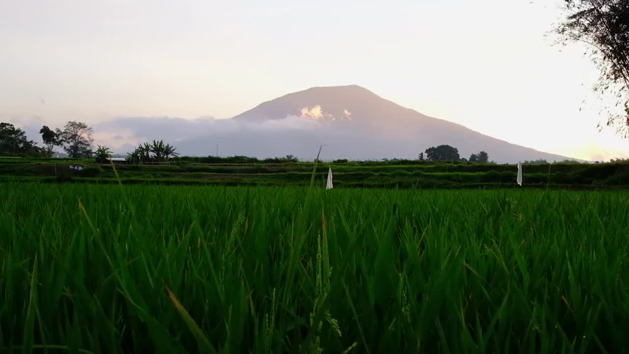 稻田和山区视频素材