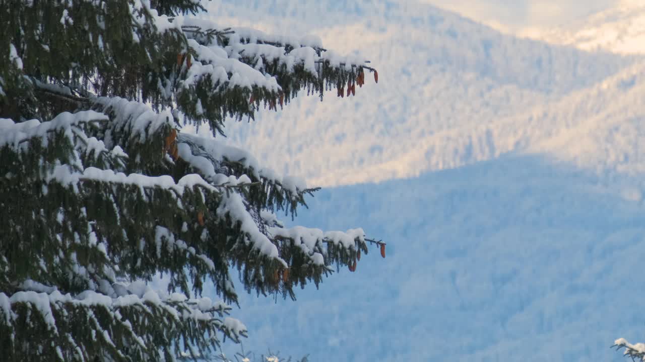 在寒冷明亮的日子里，冬天的山林里，松枝上覆盖着刚落下的雪。视频素材