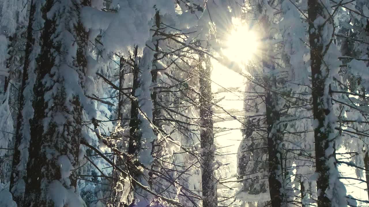 明亮的阳光景观与飘落的雪之间的松树在大雪的冬天茂密的森林寒冷安静的晚上。视频素材