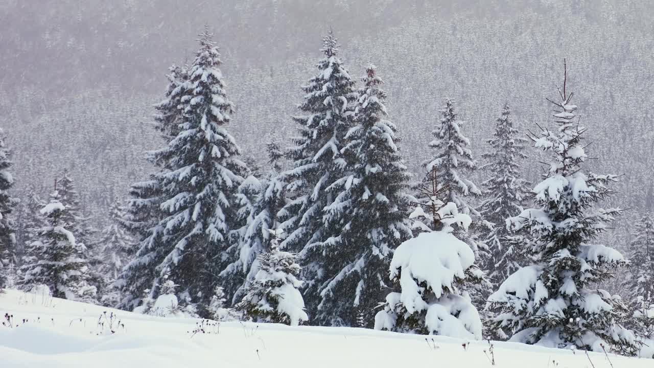 寒冷宁静的夜晚，冬雪纷飞的山林中，常绿的松树被新雪覆盖。视频素材