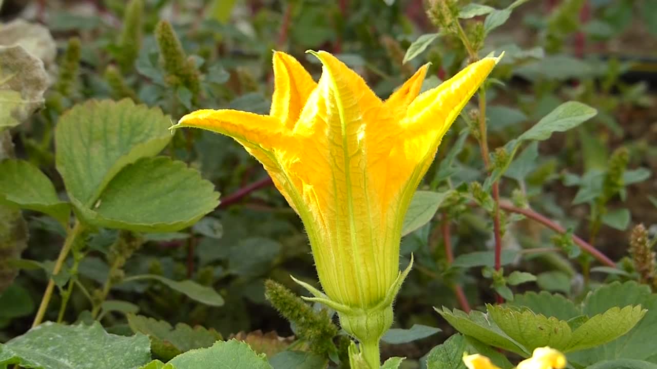 特写黄色南瓜花在露天花园，视频素材