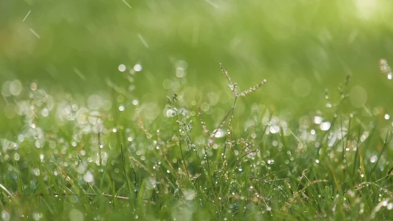 夏天，雨滴落在绿草上的特写。视频素材