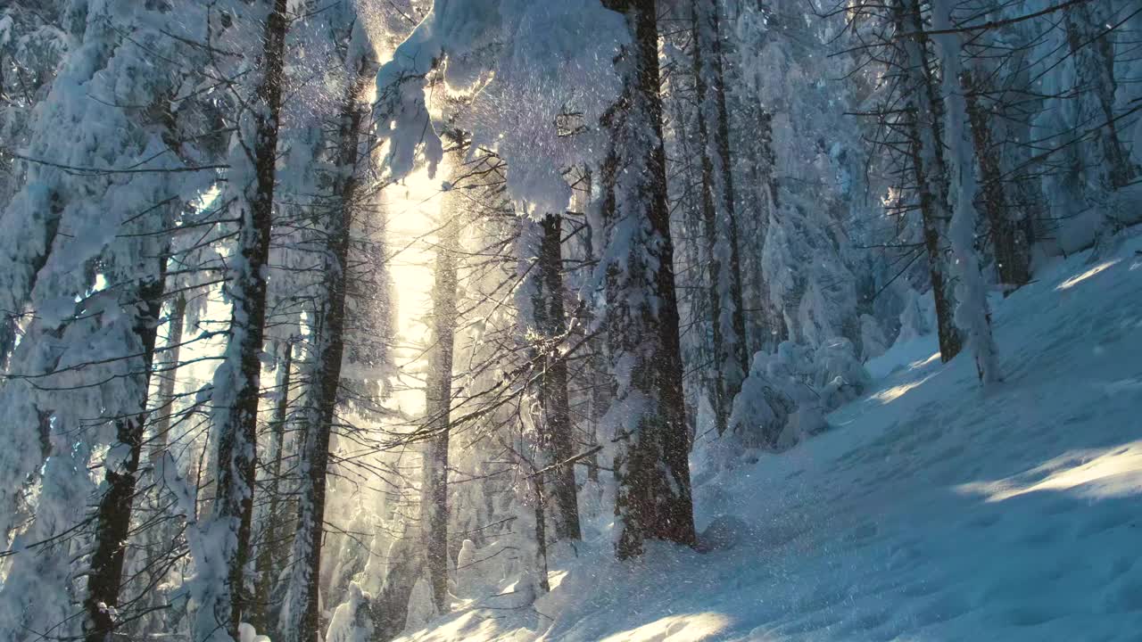 明亮的阳光景观与飘落的雪之间的松树在大雪的冬天茂密的森林寒冷安静的晚上。视频素材