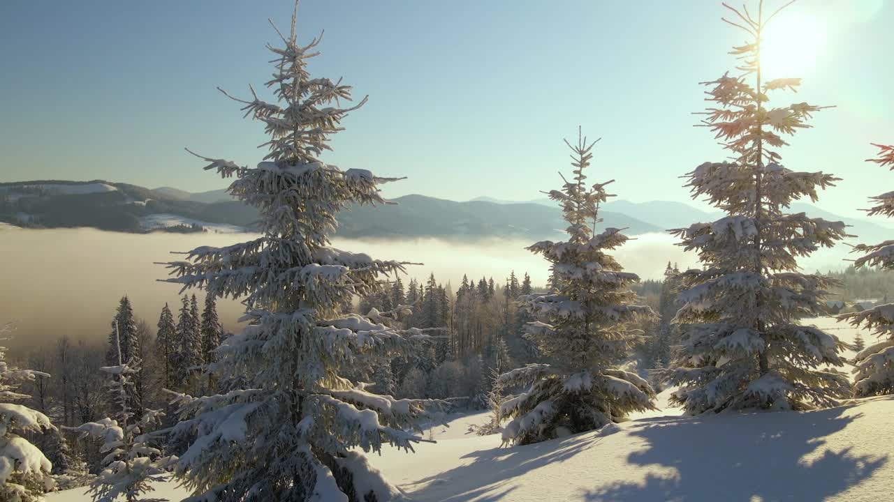 令人惊叹的冬季景观与松树的雪覆盖森林在寒冷的雾山在日出。视频素材